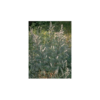 TSA ARTEMISIA VULGARIS 50 ML