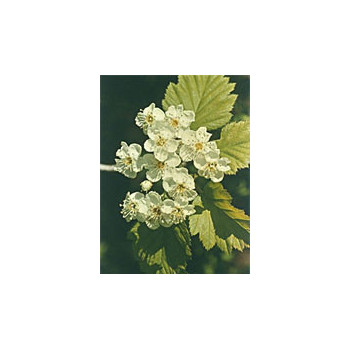 MSA CRATAEGUS OXYACA 50 ML