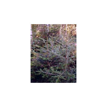 MSA ABIES PECTINATA 50 ML