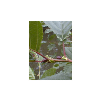 MSA ALNUS GLUTINOSA 50 ML