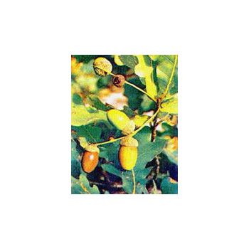 MSA QUERCUS PEDUNCOL 50 ML