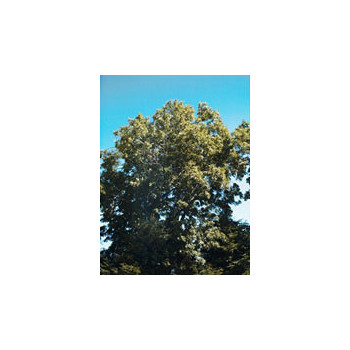 MSA FRAXINUS EXCELSIOR 50 ML