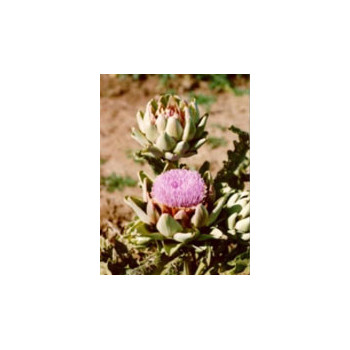 TSA CYNARA SCOLYMUS 50 ML