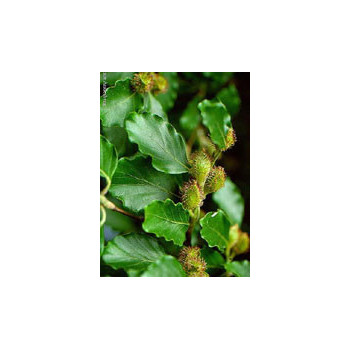 MSA FAGUS SYLVATICA 50 ML