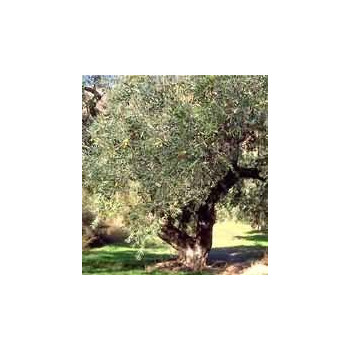 MSA OLEA EUROPEA 50 ML
