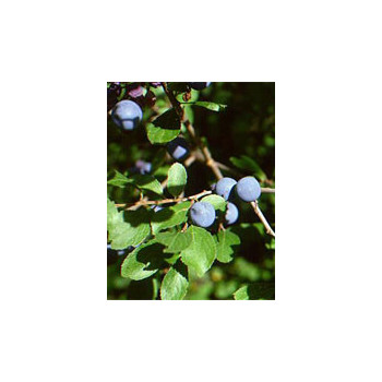 MSA PRUNUS SPINOSA 50 ML