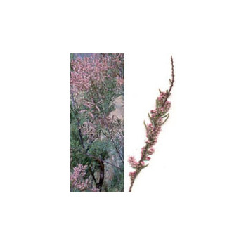 MSA TAMARIX GALLICA 50 ML