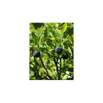 MSA VACCINIUM MYRTIL 50 ML