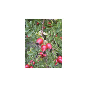 MSA ROSA CANINA 50 ML
